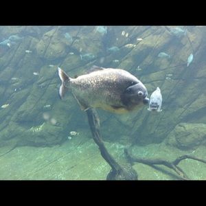 Meet your Posher, Jose